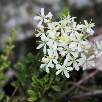 Bursaria spinosa (Native Blackthorn, Sweet Bursaria) at Lochiel, NSW - 4 Jan 2022 by KylieWaldon