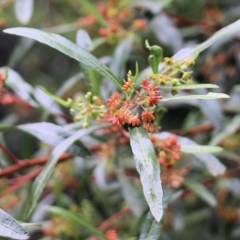 Dodonaea viscosa subsp. spatulata (Broad-leaved Hop Bush) at Lochiel, NSW - 4 Jan 2022 by KylieWaldon