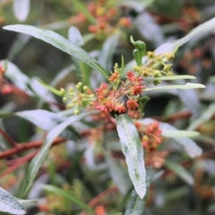 Dodonaea viscosa subsp. spatulata (Broad-leaved Hop Bush) at Lochiel, NSW - 5 Jan 2022 by KylieWaldon