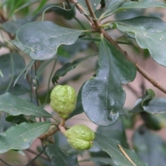 Pittosporum revolutum (Large-fruited Pittosporum) at Lochiel, NSW - 4 Jan 2022 by KylieWaldon