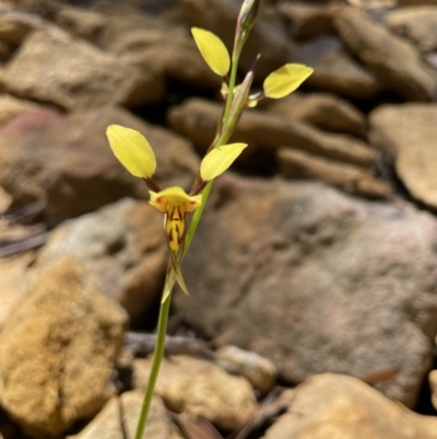 Diuris sulphurea (Tiger Orchid) at Colo Vale, NSW - 17 Oct 2021 by Jledmonds