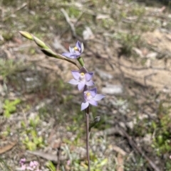 Unidentified Orchid at Colo Vale, NSW - 28 Oct 2021 by Jledmonds