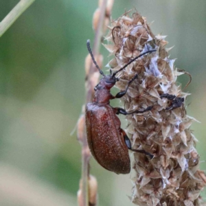 Ecnolagria grandis at Yarralumla, ACT - 18 Jan 2022 10:05 AM