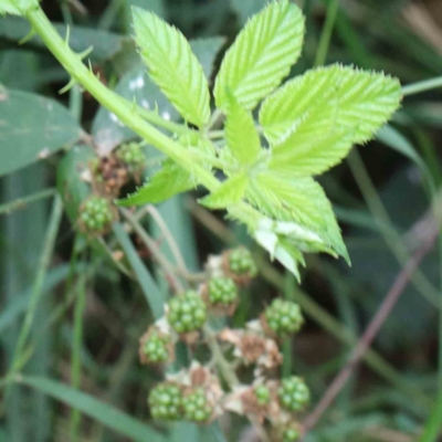 Rubus anglocandicans (Blackberry) at Blue Gum Point to Attunga Bay - 17 Jan 2022 by ConBoekel