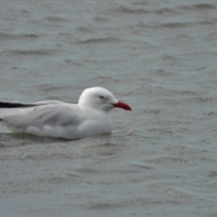 Chroicocephalus novaehollandiae (Silver Gull) at Bushland Beach, QLD - 3 Mar 2019 by TerryS