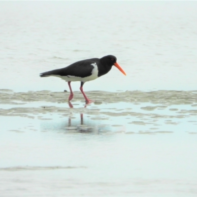 Haematopus longirostris (Australian Pied Oystercatcher) at Bushland Beach, QLD - 23 May 2021 by TerryS