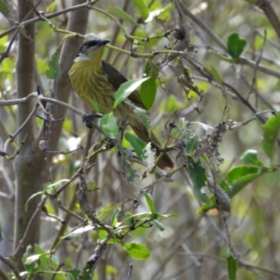 Gavicalis versicolor (Varied Honeyeater) at Bushland Beach, QLD - 23 May 2021 by TerryS