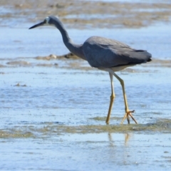 Egretta novaehollandiae (White-faced Heron) at Bushland Beach, QLD - 11 Aug 2019 by TerryS