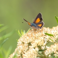 Paralucia aurifera (Bright Copper) at Tidbinbilla Nature Reserve - 15 Jan 2022 by Helberth