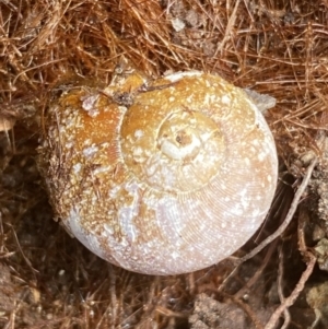 Austrorhytida capillacea at Molonglo Valley, ACT - 24 Jan 2022