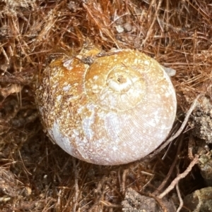 Austrorhytida capillacea at Molonglo Valley, ACT - 24 Jan 2022