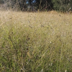 Eragrostis brownii (Common Love Grass) at Paddys River, ACT - 23 Jan 2022 by michaelb