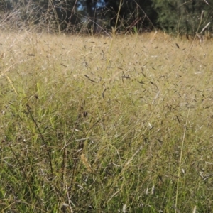 Eragrostis brownii at Paddys River, ACT - 23 Jan 2022