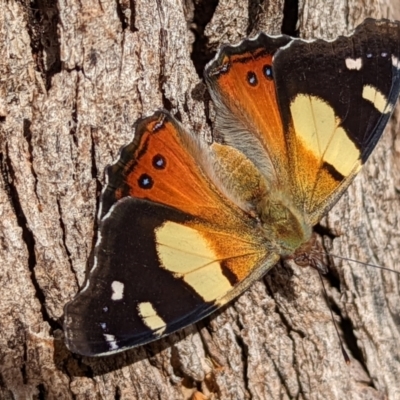 Vanessa itea (Yellow Admiral) at Watson, ACT - 24 Jan 2022 by sbittinger