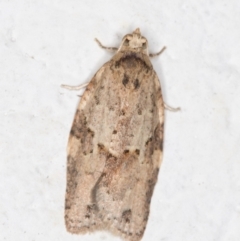 Epiphyas ashworthana (Ashworth's Tortrix) at Melba, ACT - 6 Nov 2021 by kasiaaus