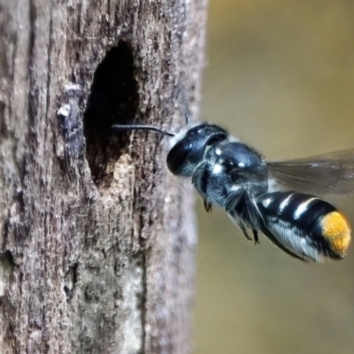 Megachile (Hackeriapis) oblonga (A Megachild bee) at Page, ACT - 22 Jan 2022 by DonTaylor