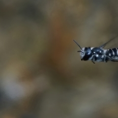 Megachile (Hackeriapis) oblonga at Page, ACT - 22 Jan 2022