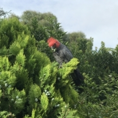 Callocephalon fimbriatum (Gang-gang Cockatoo) at Deakin, ACT - 23 Jan 2022 by KimF