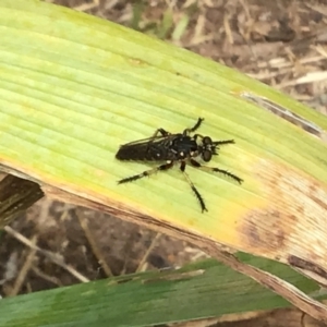 Thereutria amaraca at McKellar, ACT - 24 Jan 2022