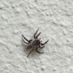 Maratus griseus at Turner, ACT - 24 Jan 2022