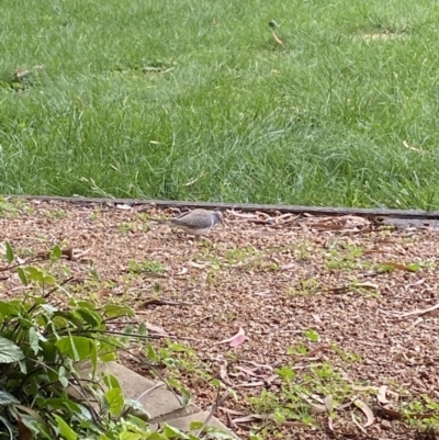 Geopelia cuneata (Diamond Dove) at Wanniassa, ACT - 24 Jan 2022 by jks