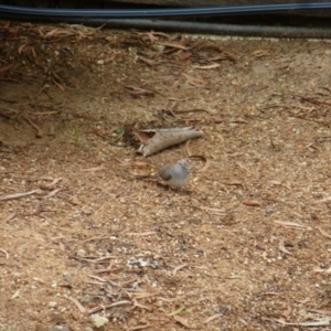 Geopelia cuneata at Wanniassa, ACT - 24 Jan 2022