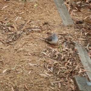 Geopelia cuneata at Wanniassa, ACT - 24 Jan 2022