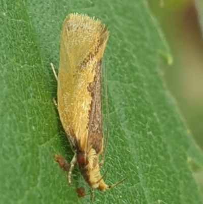 Thema psammoxantha (A concealer moth) at Turner, ACT - 24 Jan 2022 by LD12