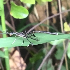 Gasteruption sp. (genus) at McKellar, ACT - 24 Jan 2022