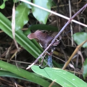 Gasteruption sp. (genus) at McKellar, ACT - 24 Jan 2022