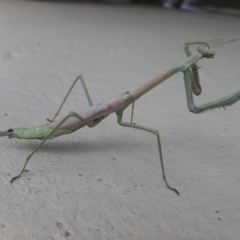 Pseudomantis albofimbriata at Curtin, ACT - 24 Jan 2022 by Amy