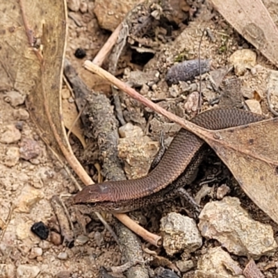 Lampropholis delicata (Delicate Skink) at Molonglo Valley, ACT - 24 Jan 2022 by tpreston