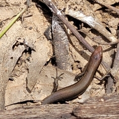 Lampropholis delicata at Molonglo Valley, ACT - 24 Jan 2022