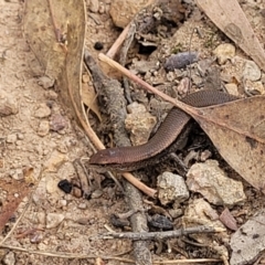 Lampropholis delicata at Molonglo Valley, ACT - 24 Jan 2022