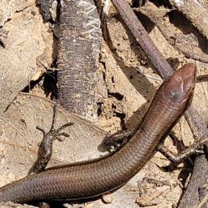 Lampropholis delicata at Molonglo Valley, ACT - 24 Jan 2022