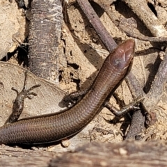 Lampropholis delicata at Molonglo Valley, ACT - 24 Jan 2022