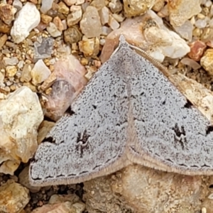 Dichromodes estigmaria at Stromlo, ACT - 24 Jan 2022