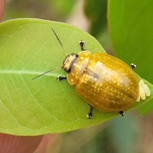 Paropsisterna cloelia at Stromlo, ACT - 24 Jan 2022