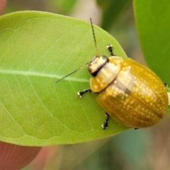 Paropsisterna cloelia at Stromlo, ACT - 24 Jan 2022