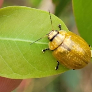 Paropsisterna cloelia at Stromlo, ACT - 24 Jan 2022