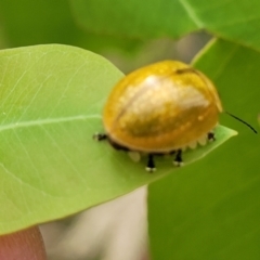 Paropsisterna cloelia at Stromlo, ACT - 24 Jan 2022