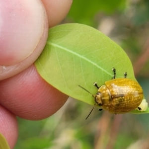 Paropsisterna cloelia at Stromlo, ACT - 24 Jan 2022