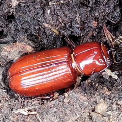 Aulacocyclus edentulus (Passalid beetle) at Stromlo, ACT - 24 Jan 2022 by tpreston