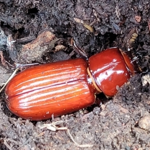 Aulacocyclus edentulus at Stromlo, ACT - 24 Jan 2022 02:20 PM