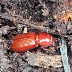 Aulacocyclus edentulus at Stromlo, ACT - 24 Jan 2022 02:20 PM