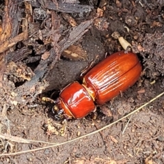 Aulacocyclus edentulus at Stromlo, ACT - 24 Jan 2022 02:20 PM