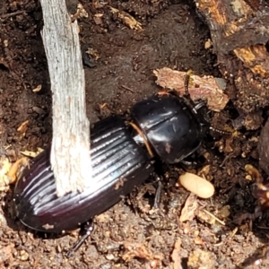 Aulacocyclus edentulus at Stromlo, ACT - 24 Jan 2022 02:20 PM