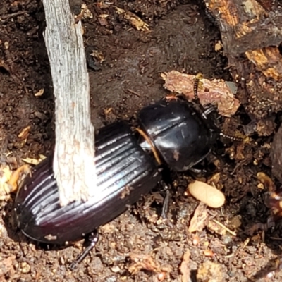 Aulacocyclus edentulus (Passalid beetle) at Stromlo, ACT - 24 Jan 2022 by trevorpreston