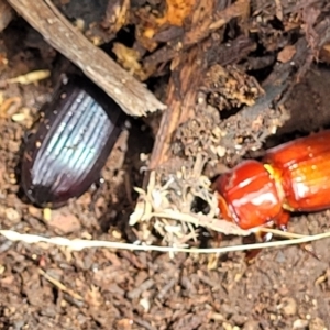 Aulacocyclus edentulus at Stromlo, ACT - 24 Jan 2022 02:20 PM