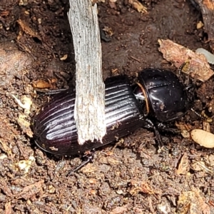 Aulacocyclus edentulus at Stromlo, ACT - 24 Jan 2022